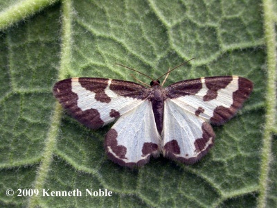 clouded border (Lomaspilis marginata) Kenneth Noble